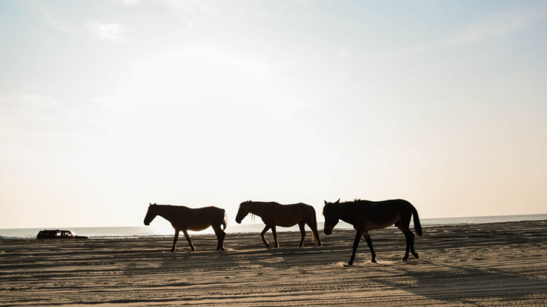 Sunrise silhouette of the famous wild horses of Carova Beach, N.C., on the 4 Wheel Drive Beach, with an SUV passing in the background.