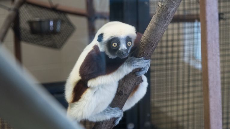 Sifaka lemur at the Duke Lemur center