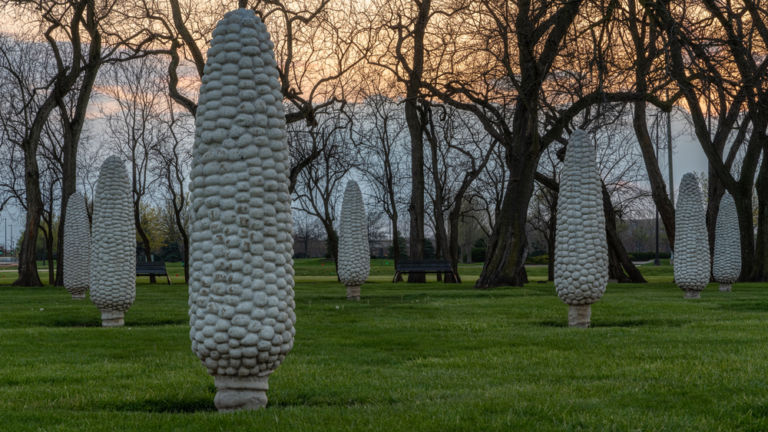 Field of Corn in Columbus, Ohio.