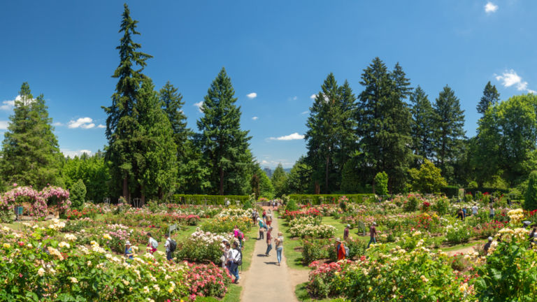 Rose Garden in Portland, Oregon. Photo: Shutterstock.