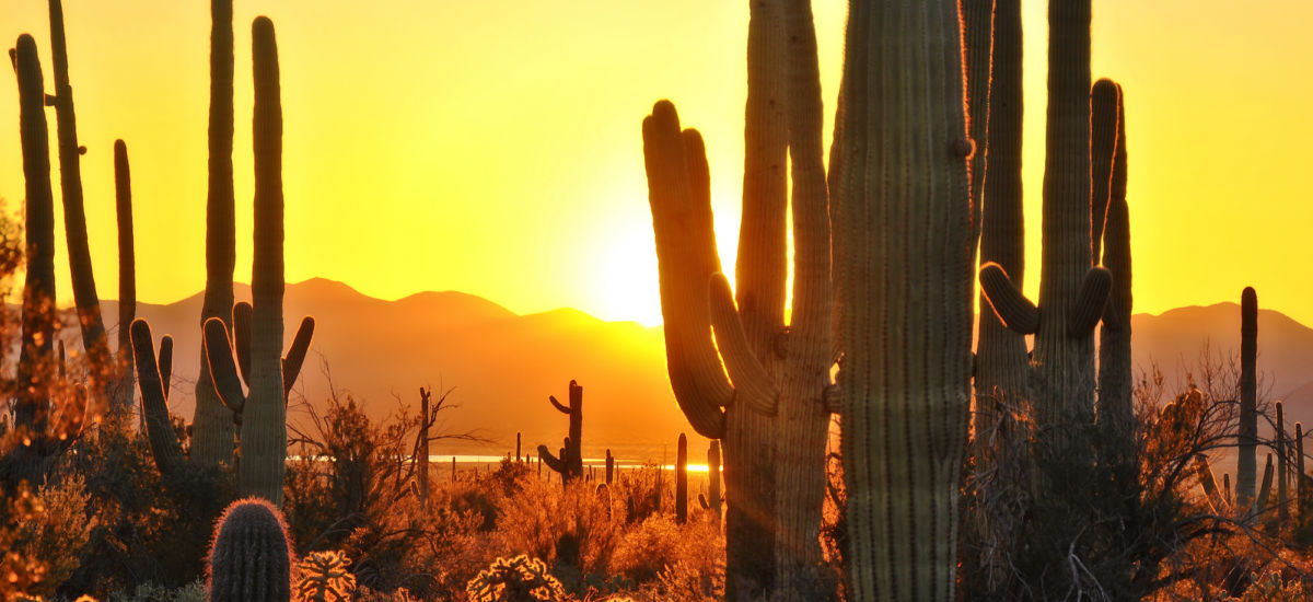 The Best of Tucson - Saguaro National Park