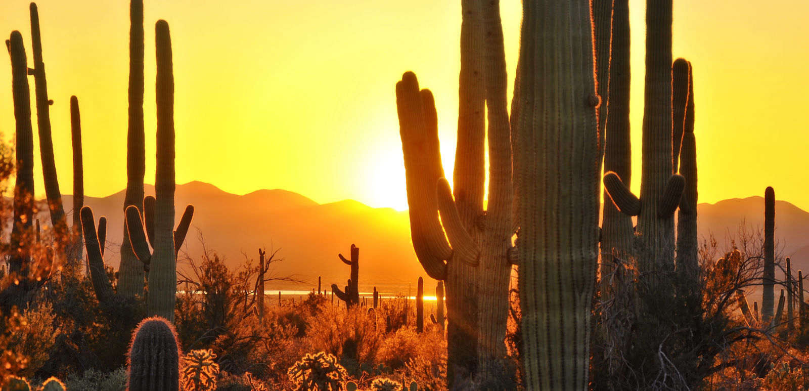 The Best of Tucson - Saguaro National Park