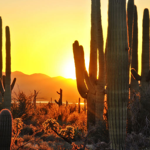 The Best of Tucson - Saguaro National Park