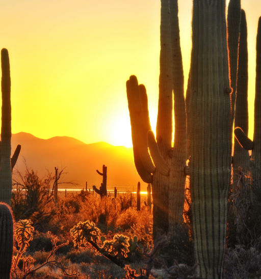 The Best of Tucson - Saguaro National Park