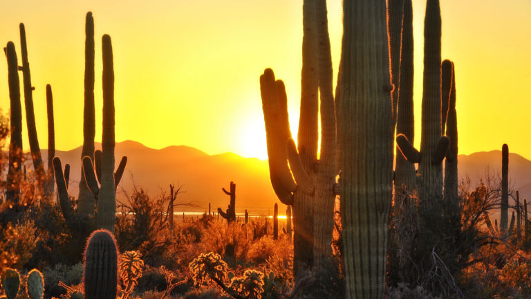 The Best of Tucson - Saguaro National Park