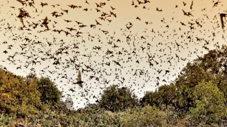 Bats at Bracken Cave in San Antonio.