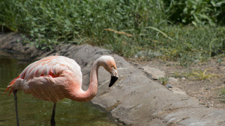 Tracy Aviary, Salt Lake City. Pic via Shutterstock.