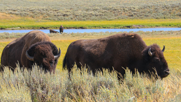 Yellowstone National Park, Montana. Photo credit: Douglas Scott.