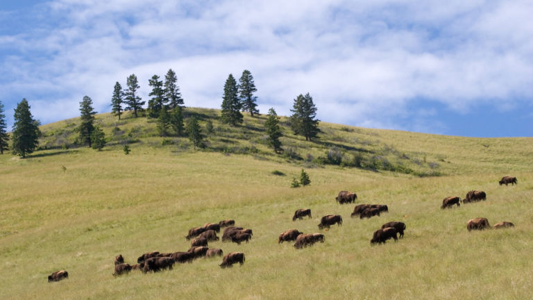 National Bison Range, Montana. Photo credit: Shutterstock.