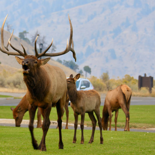 Elk in Yellowstone National Park. Photo by Douglas Scott.