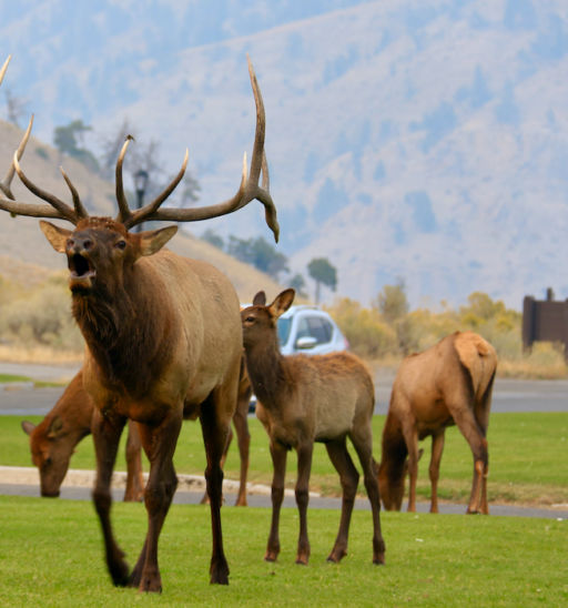 Elk in Yellowstone National Park. Photo by Douglas Scott.