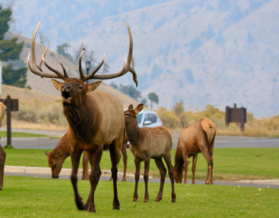 Elk in Yellowstone National Park. Photo by Douglas Scott.