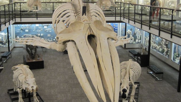 Museum of Osteology, Oklahoma City