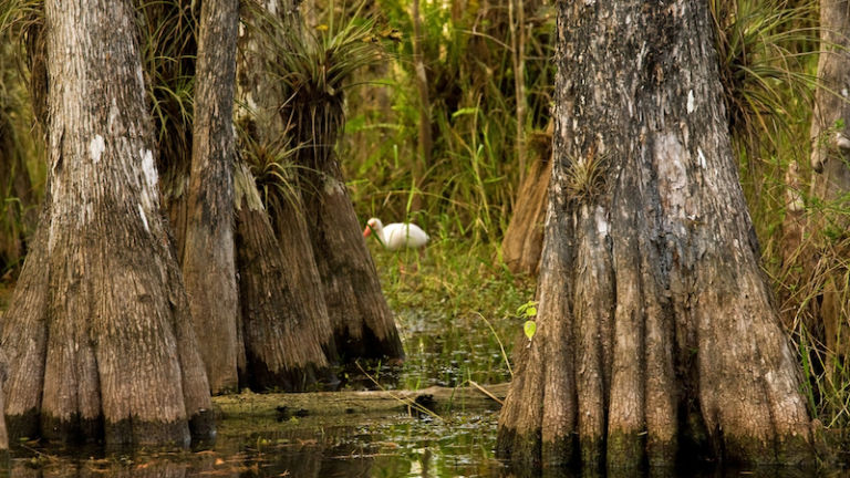 Big Cypress National Preserve. Photo credit: Shutterstock.