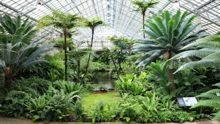 Garfield Park Conservatory in Chicago. Photo credit Shutterstock.