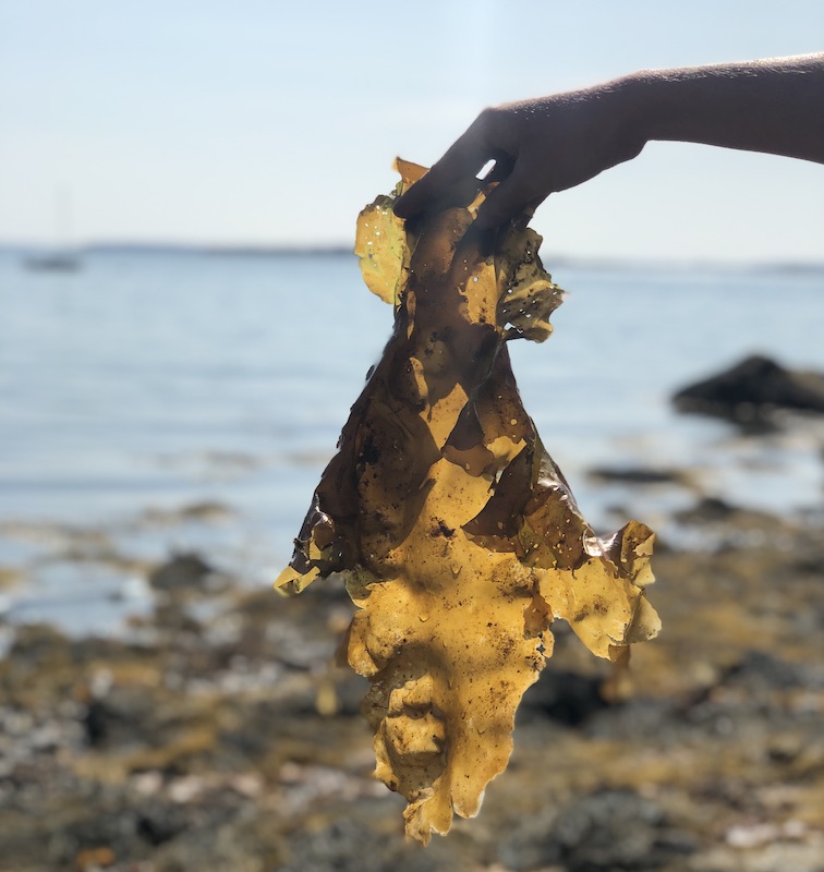 A Chef's Guide to Foraging in Maine. Handful of kelp. Photo credit Katy Severson.