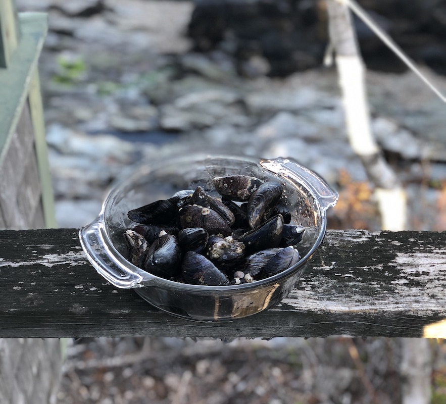 A Chef's Guide to Foraging in Maine. Wild mussels in Maine. Photo credit Katy Severson.