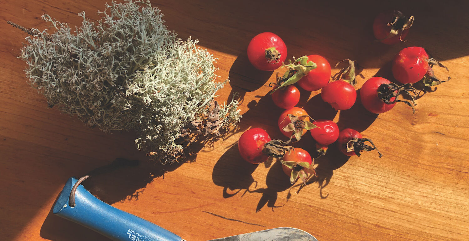 Rosehips and reindeer moss. Words and photos by Katy Severson.