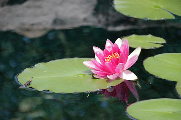 Botanical Garden of the Ozarks