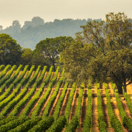 Sonoma County. Photo via Shutterstock.