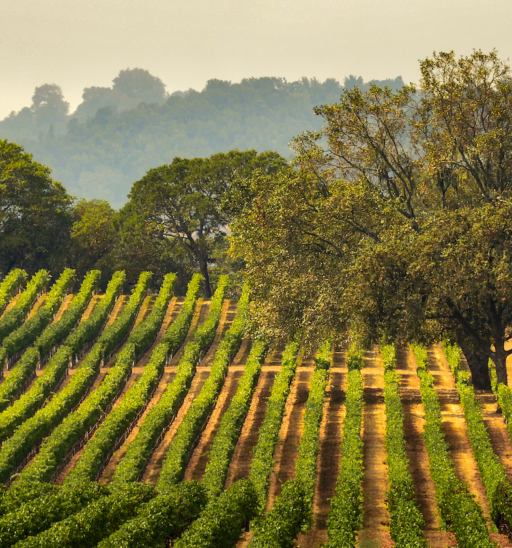 Sonoma County. Photo via Shutterstock.