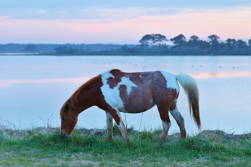 A wild horse gazing at Chincoteague National Wildlife Refuge, Virginia. Photo by Shutterstock.