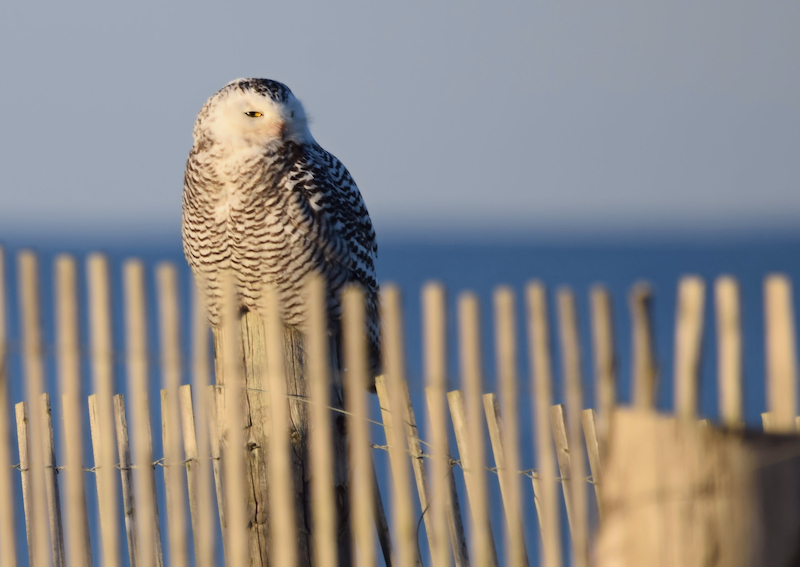 North American Snowy Owl Duxbury Beach Massachusetts. Photo by Shutterstock.