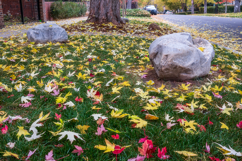 How is fall foliage affected by climate change