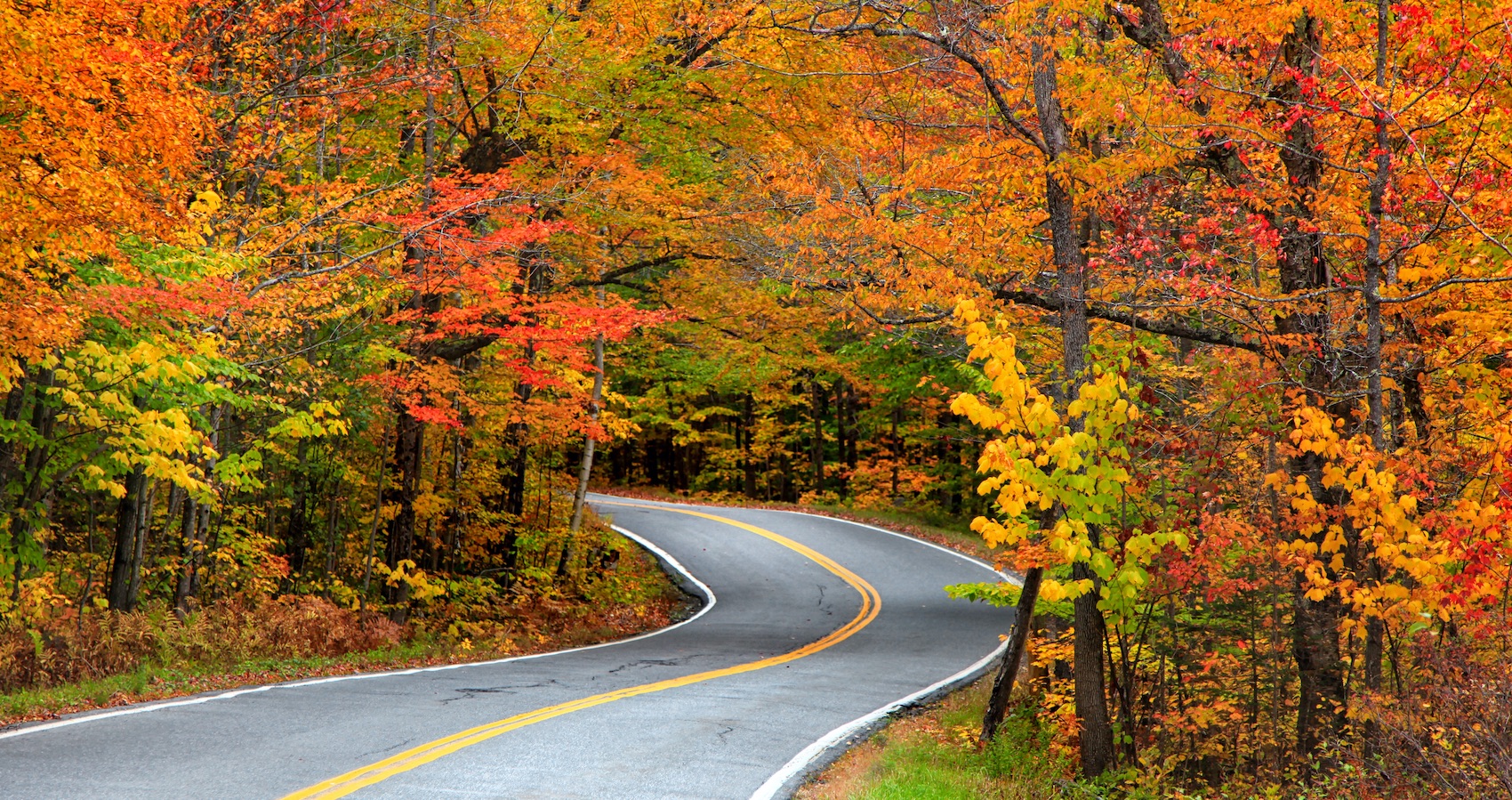How Is Fall Foliage Affected by Climate Change? - Fifty Grande