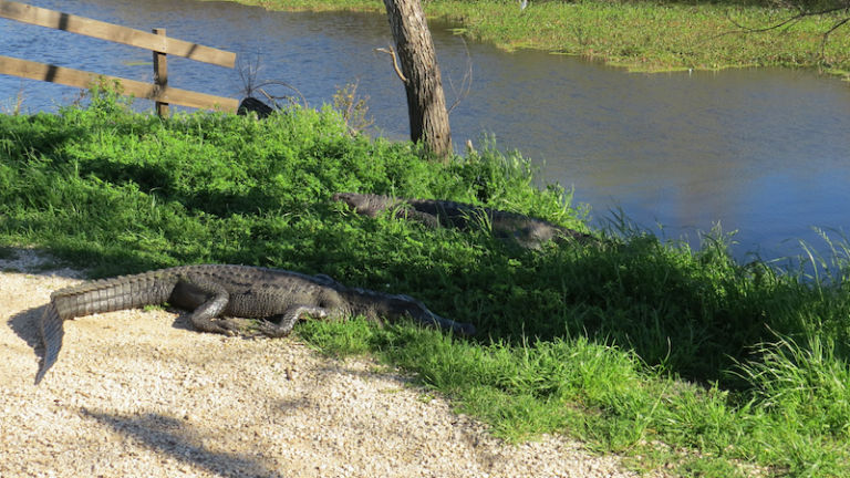 Alligators at Brazos Bend State Park, Texas. Pic via Shutterstock.