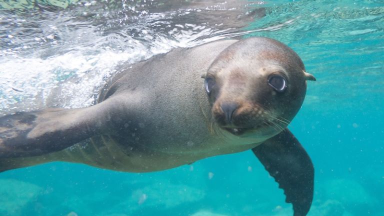 Sea Lion Adventure Tours