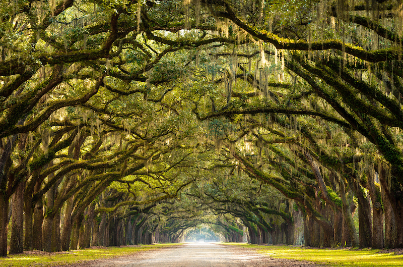 Where to Go for a Holiday Getaway: Savannah