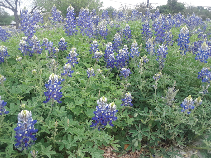 Most Colorful Places in America - Bluebonnets – Marble Falls, Texas