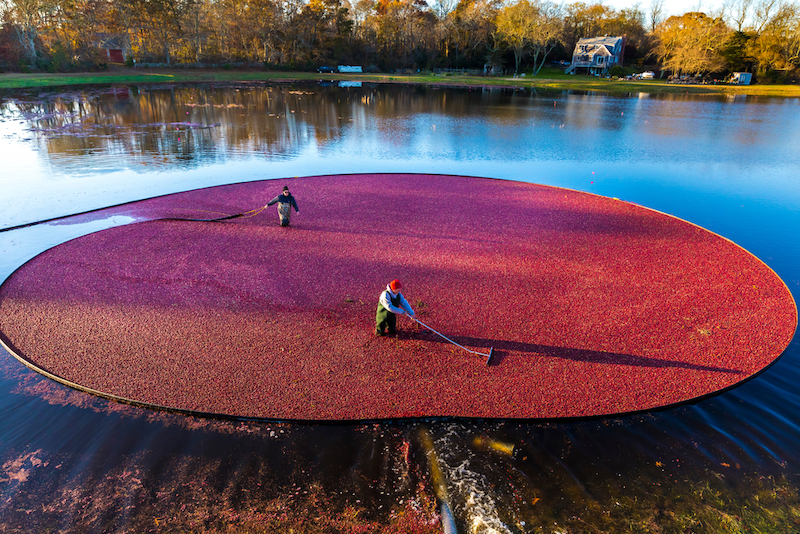 Most Colorful Places in America - Cranberry Bogs – Cape Cod, Mass.