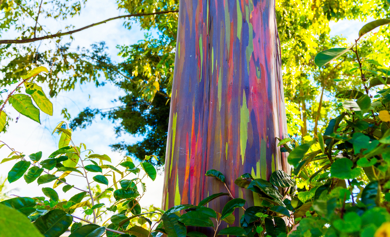 Rainbow Eucalyptus Trees  – Maui, Hawaii