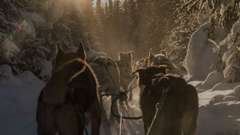 Last Frontier Mushing Co-Op in Fairbanks, Alaska.