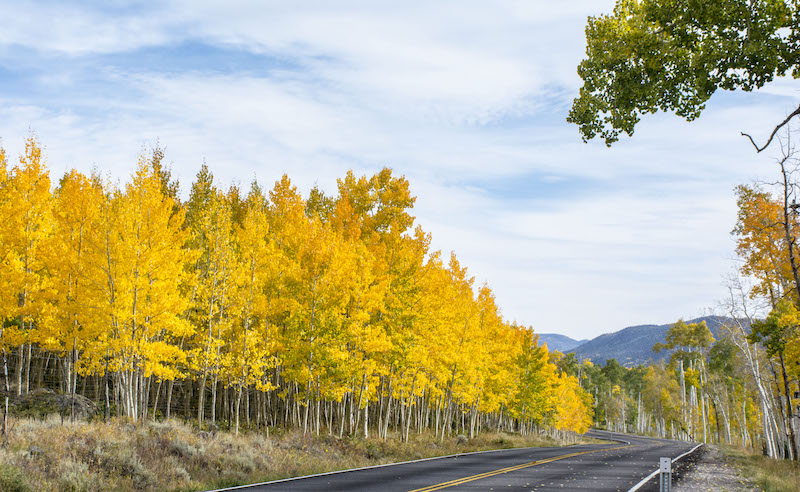 Most Colorful Places in America - Pando – Fishlake National Forest, Utah