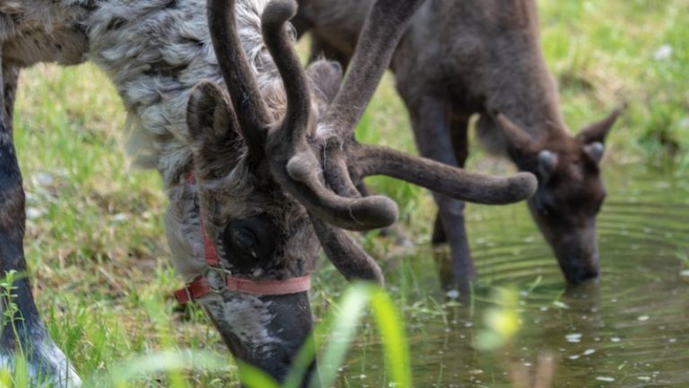 Running Reindeer Ranch in Fairbanks, Alaska.