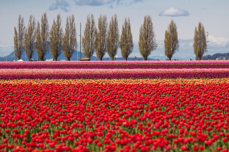 Most Colorful Places in America - Skagit Valley Tulip Festival – Skagit Valley, Wash.