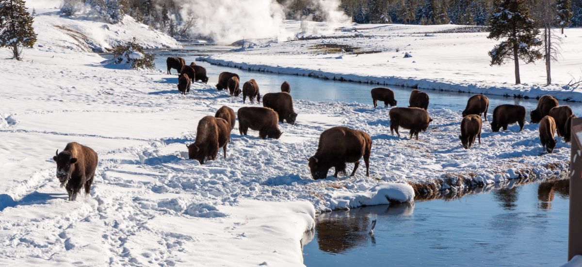 Bison grazing near Yellowstone hot springs in winter