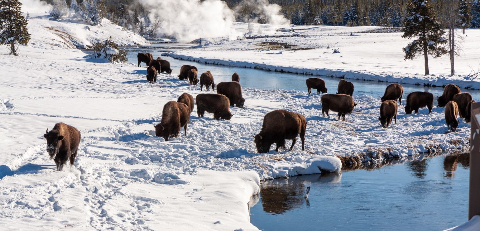 Bison grazing near Yellowstone hot springs in winter
