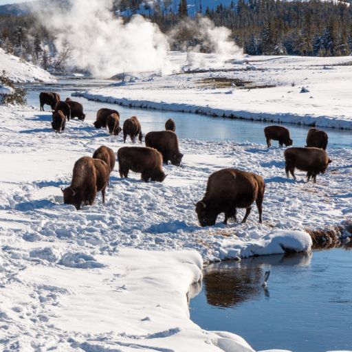 Bison grazing near Yellowstone hot springs in winter