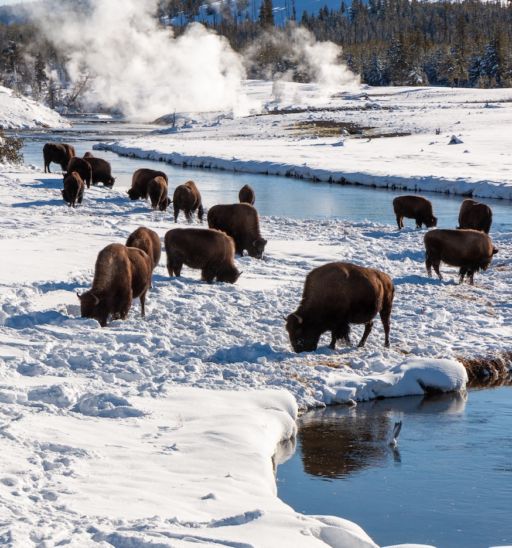 Bison grazing near Yellowstone hot springs in winter