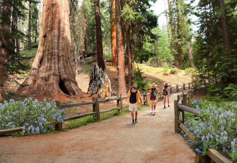 National Parks to Visit in April and May: Kings Canyon National Park