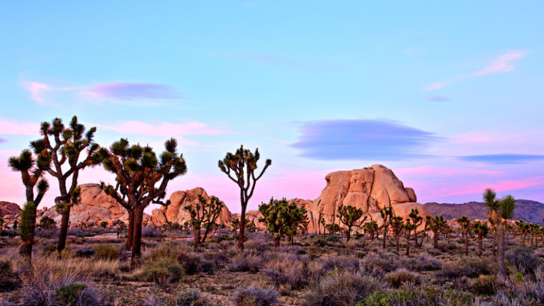 Joshua Tree National Park at sunset.