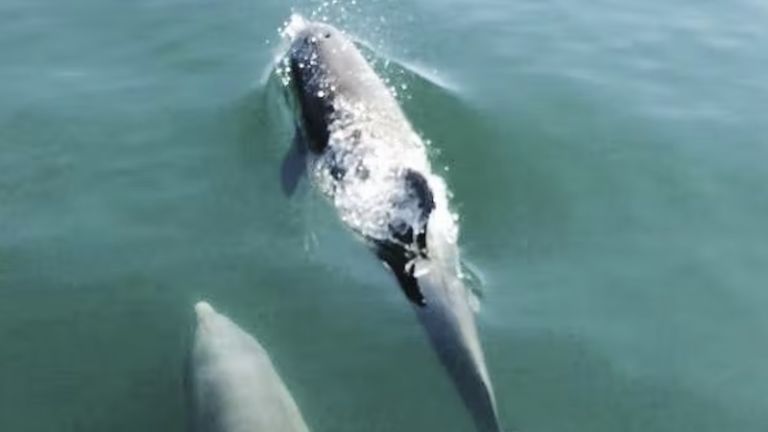 Dolphins Down Under