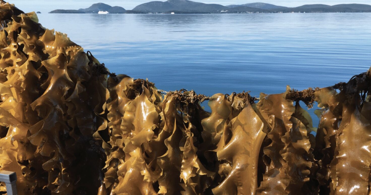 kelp off the coast of Maine