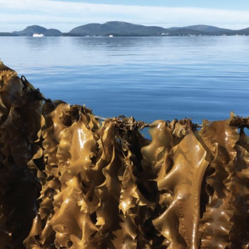 kelp off the coast of Maine