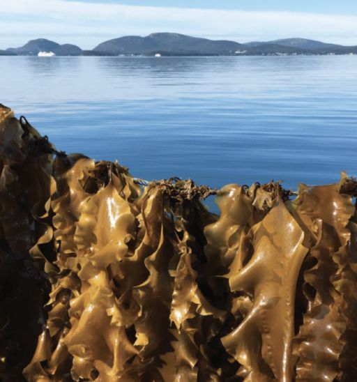 kelp off the coast of Maine