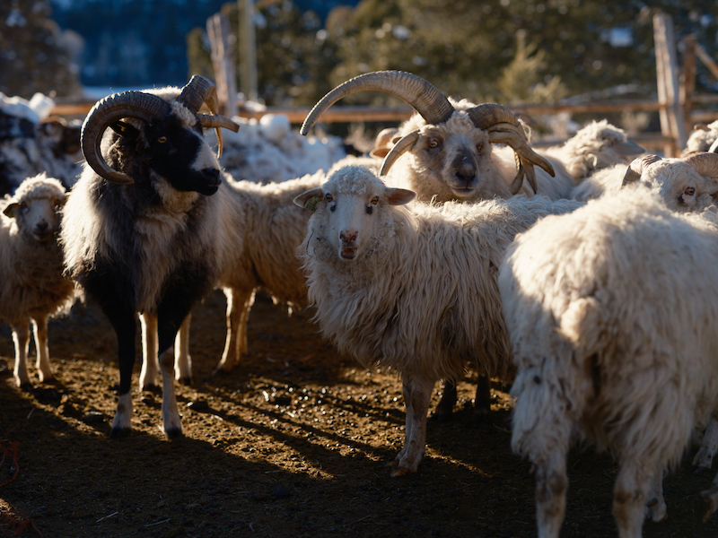 Churro sheep on Johnny Ortiz's farm. Photo by Tag Christof. 
